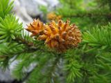 Picea obovata