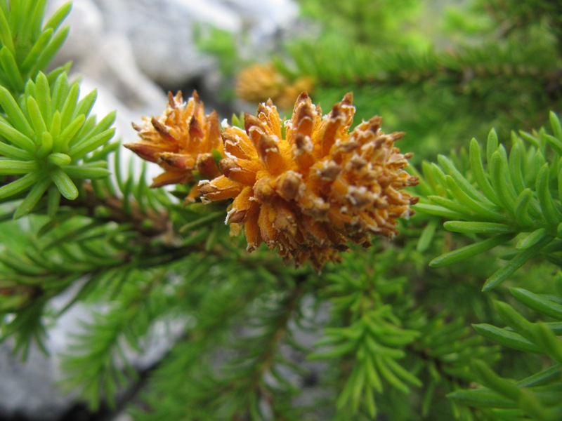 Изображение особи Picea obovata.
