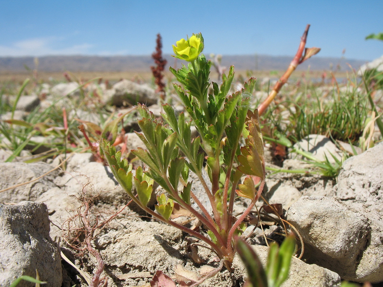 Изображение особи Potentilla supina.