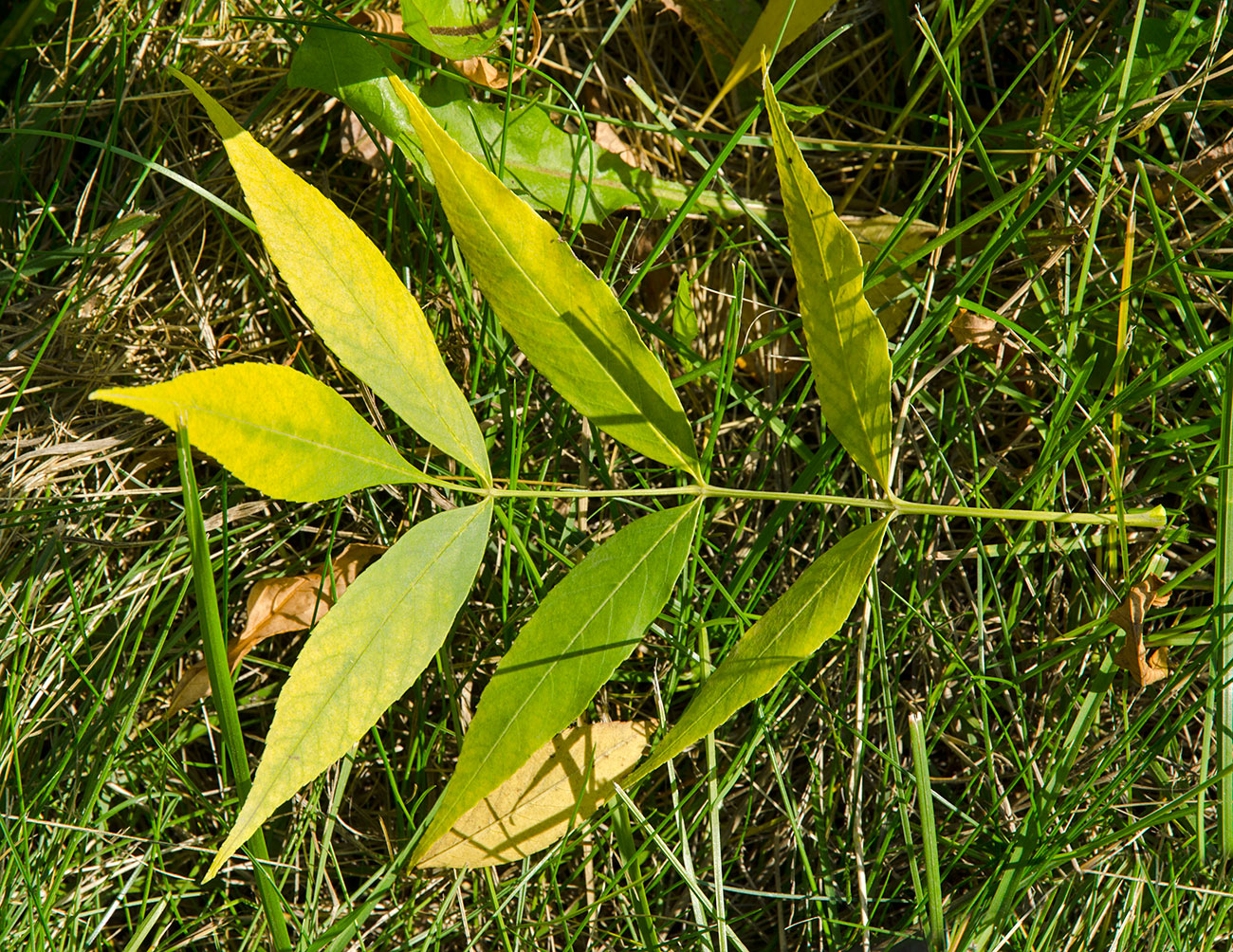 Изображение особи род Fraxinus.