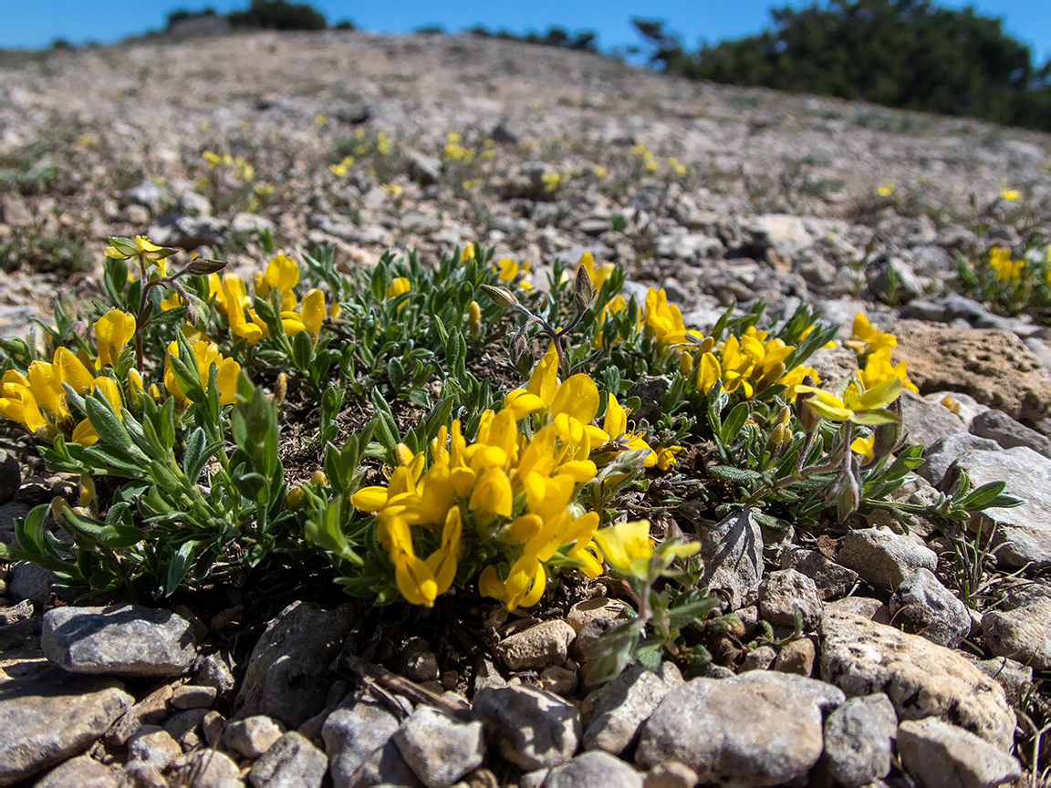 Image of Genista scythica specimen.
