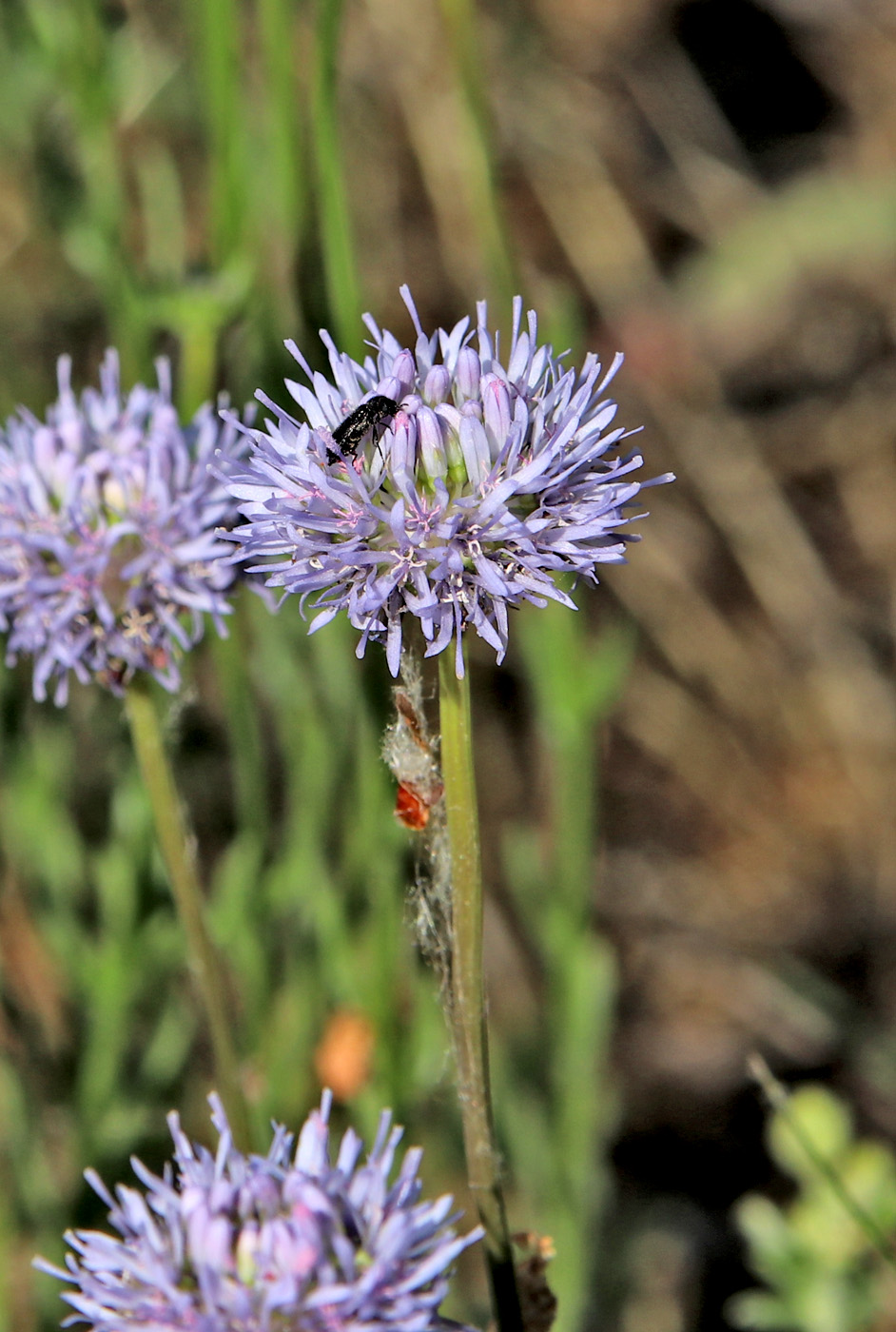 Image of Jasione montana specimen.