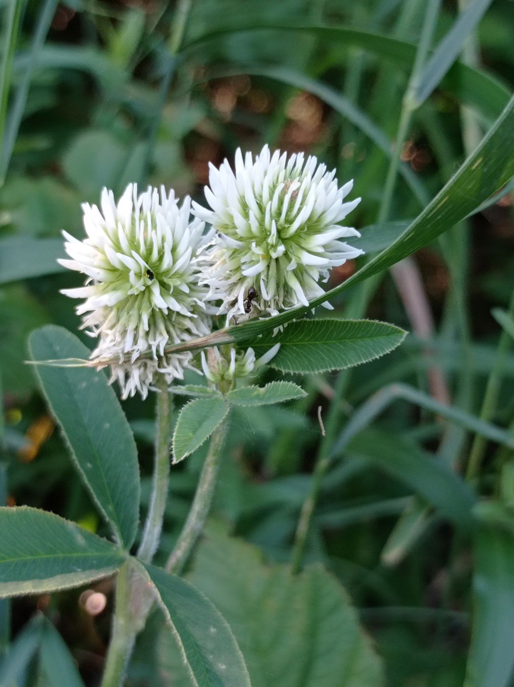 Изображение особи Trifolium montanum.