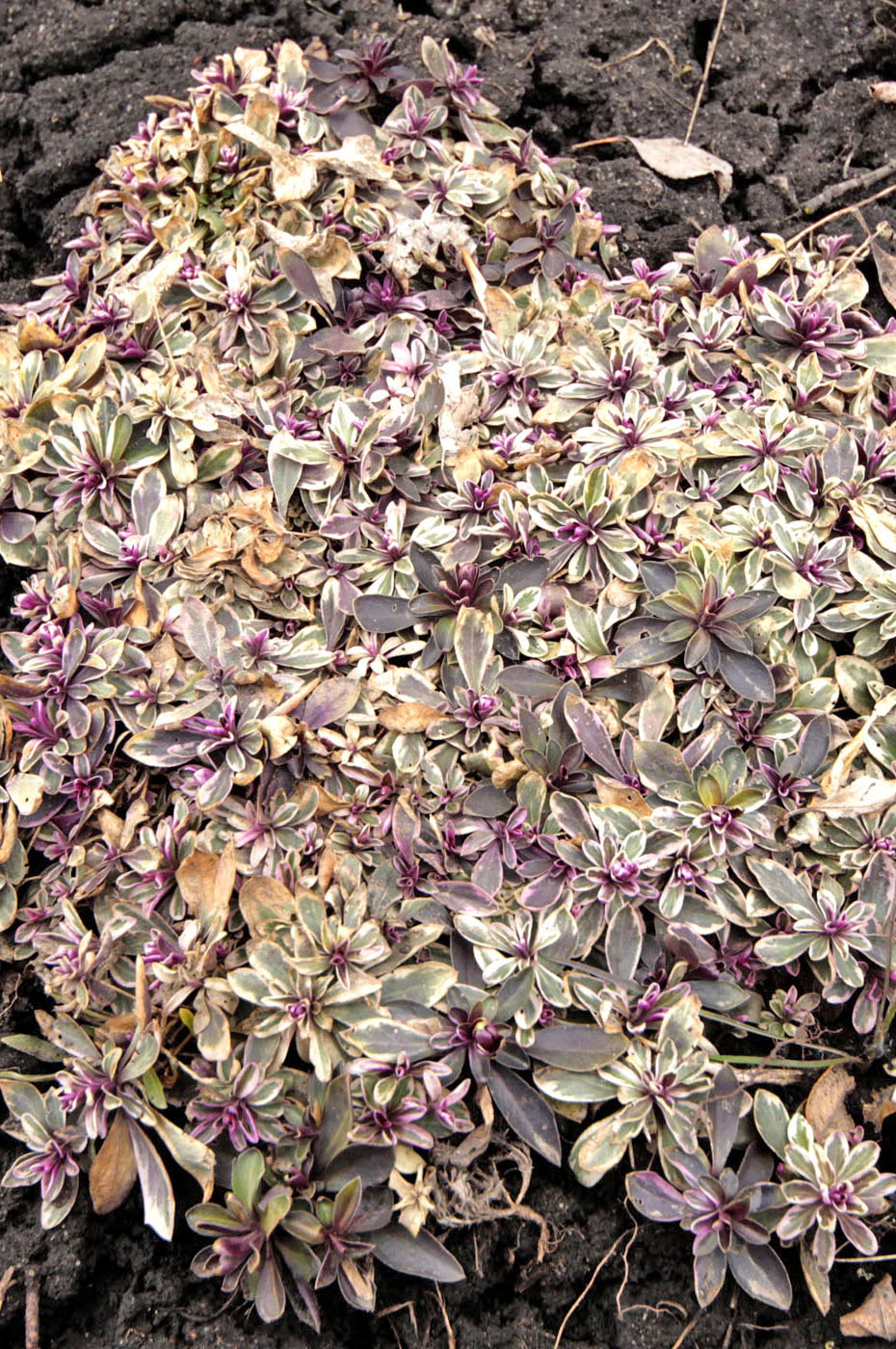 Image of Arabis ferdinandi-coburgii specimen.