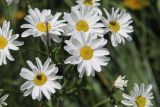 Pyrethrum corymbosum