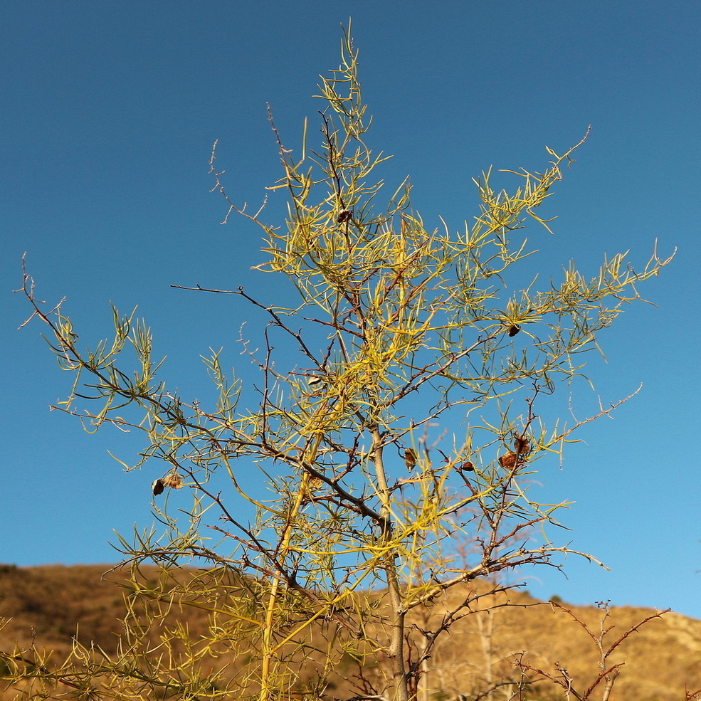 Image of genus Asparagus specimen.