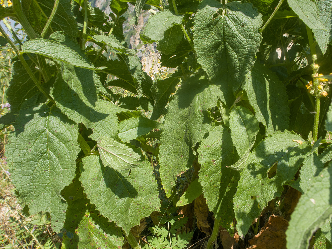 Изображение особи Verbascum laxum.