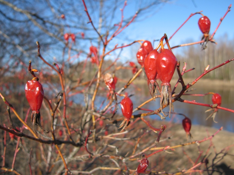 Изображение особи Rosa glabrifolia.