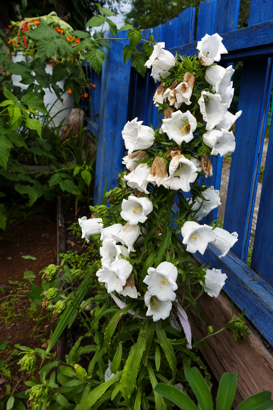 Image of Campanula medium specimen.