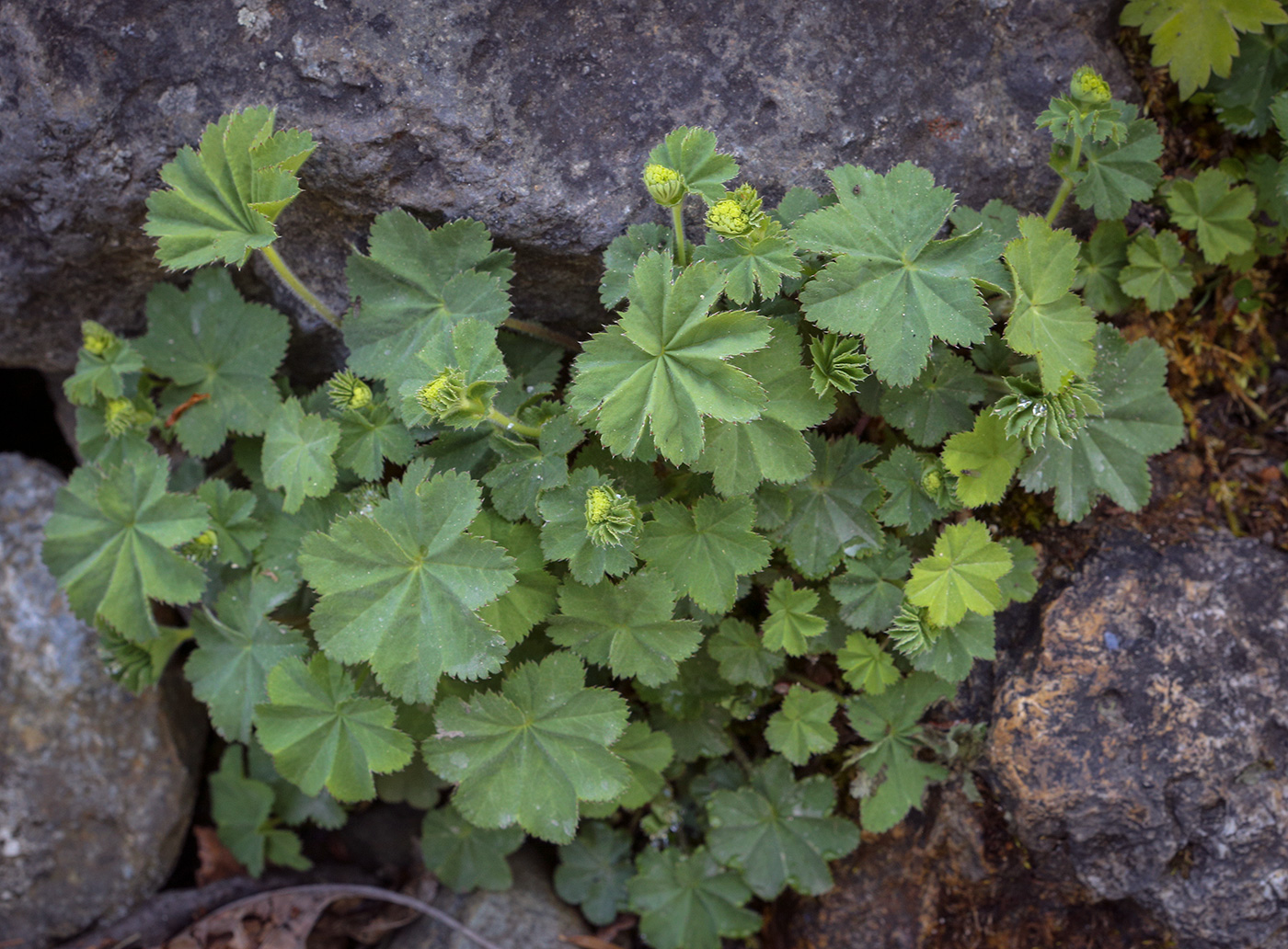 Image of Alchemilla mollis specimen.