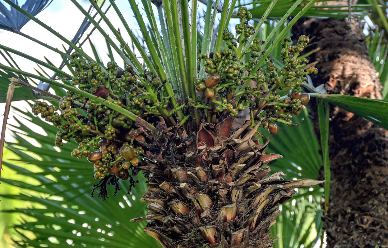 Image of Chamaerops humilis specimen.