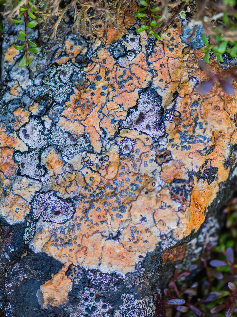 Image of genus Porpidia specimen.