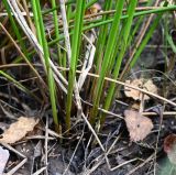 семейство Juncaceae. Основания побегов. Московская обл., Подольский р-н, с/о Лаговский, дер. Матвеевское, опушка леса, переувлажнённая колея грунтовой дороги. 06.09.2025.