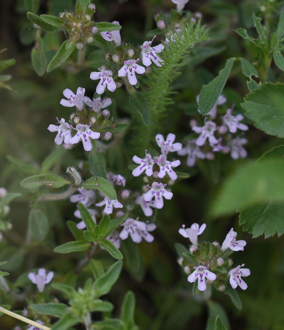 Изображение особи Неопознанный вид.