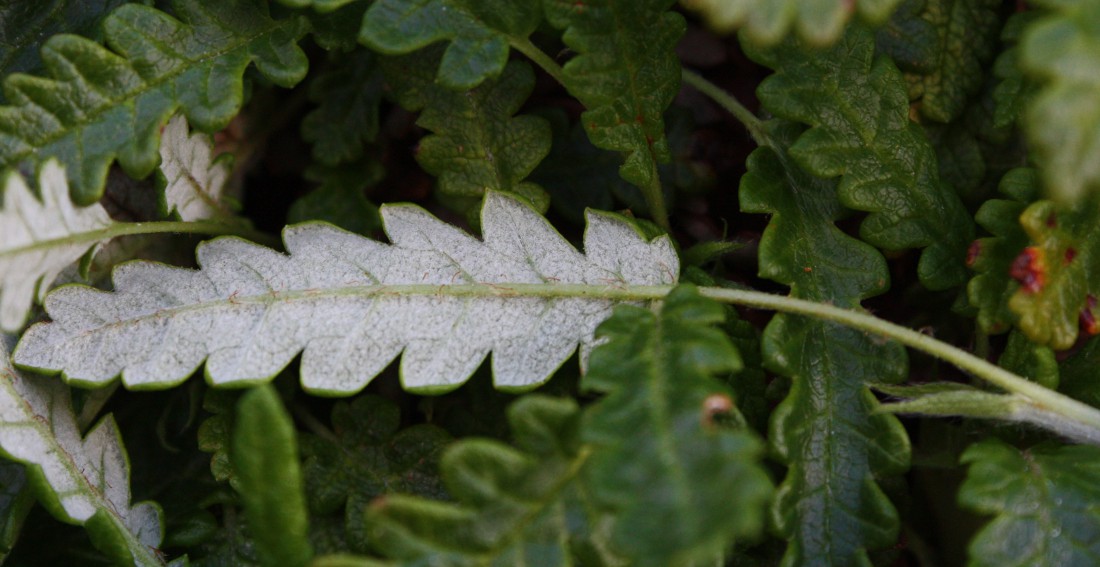 Image of Dryas octopetala ssp. subincisa specimen.