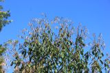 Castanopsis cuspidata. Ветви с распускающейся молодой листвой характерной окраски. Абхазия, г. Сухум, Сухумский ботанический сад. 7 марта 2016 г.