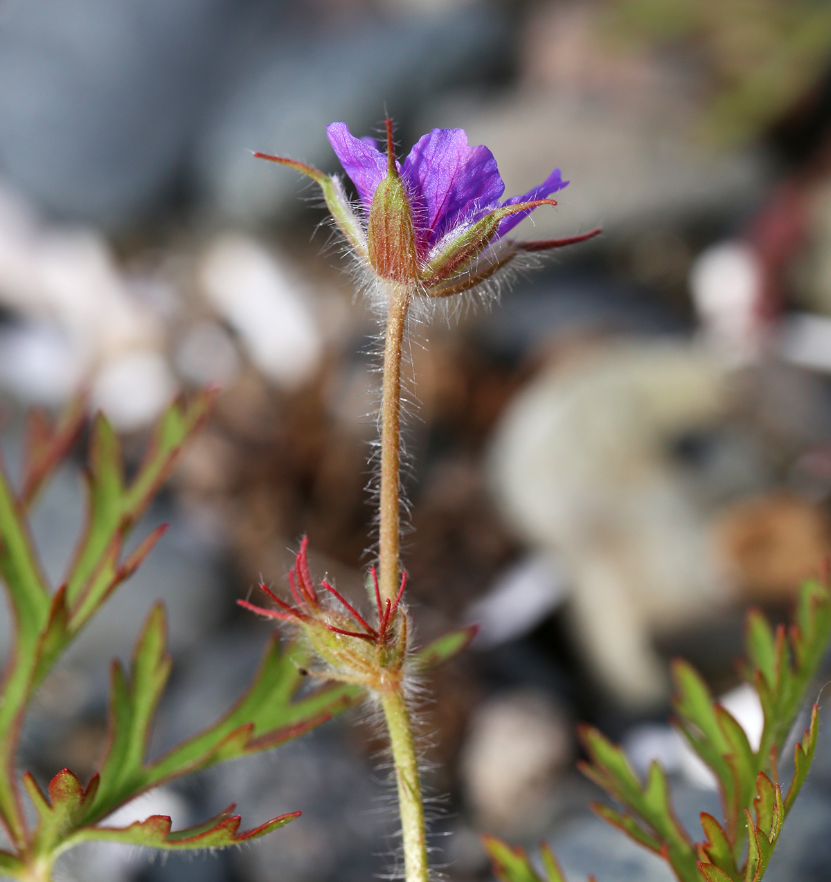 Изображение особи Erodium stephanianum.