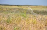 Stipa lessingiana. Цветущее растение. Астраханская обл., Наримановский р-н, окр. с. Николаевка, полынно-злаковая степь. 17.05.2026.