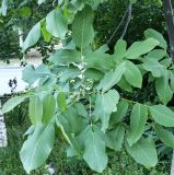 Juglans regia. Част ветви со зреющими плодами молодого растения. Волгоград, ул. Кузнецкая 20, декоративный сад напротив дома. 23.05.2026.