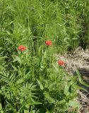 genus Zinnia. Цветущие растения в сообществе с Tagetes minuta, Schkuhria pinnata и Poaceae. ЮАР, пров. Гаутенг, пригород Киблер Парк (Kibler Park), природный запов. \"Клиприверсберг\" (Klipriviersberg Nature Reserve), ферма семьи Морей (Marais Family), залежь. 20.01.2025.