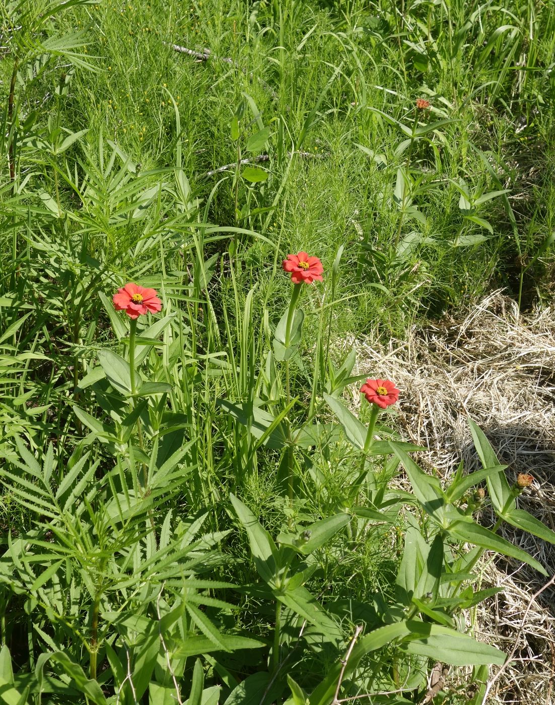 Image of genus Zinnia specimen.
