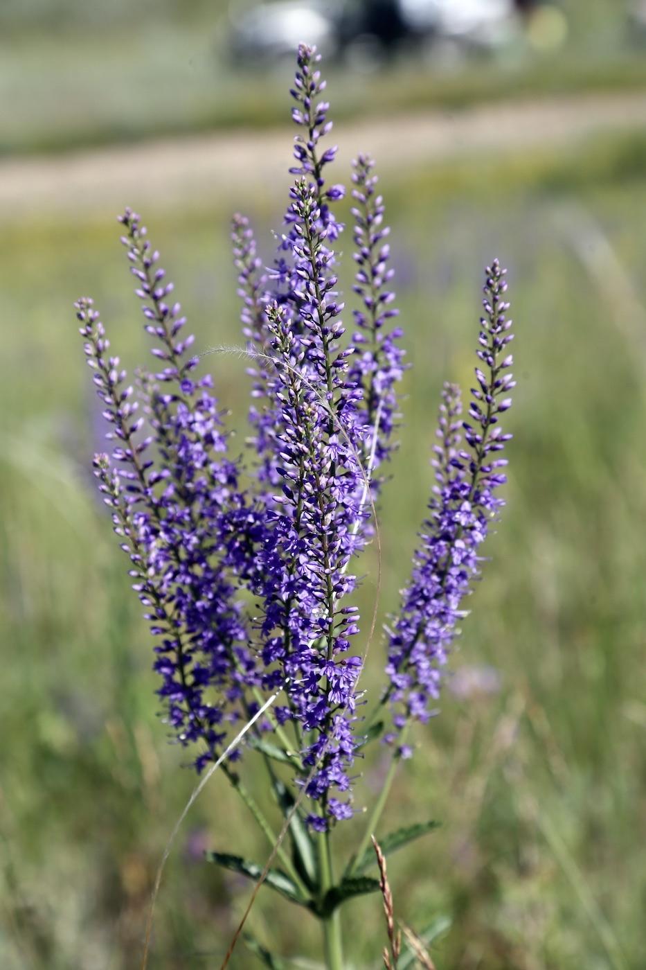 Image of Veronica spuria specimen.