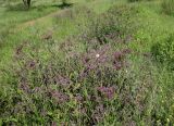 genus Verbena