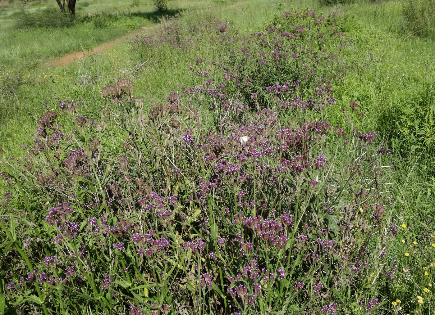 Image of genus Verbena specimen.