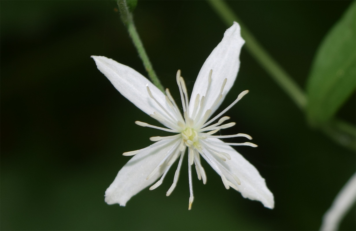 Image of Clematis vitalba specimen.