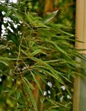 Phyllostachys aureosulcata. Верхушка побега. Китай, пров. Цзянсу, г. Сучжоу, в культуре. 27.05.2025.