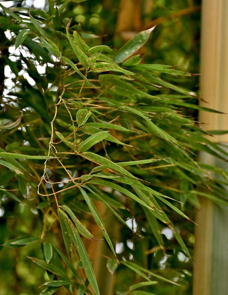 Изображение особи Phyllostachys aureosulcata.