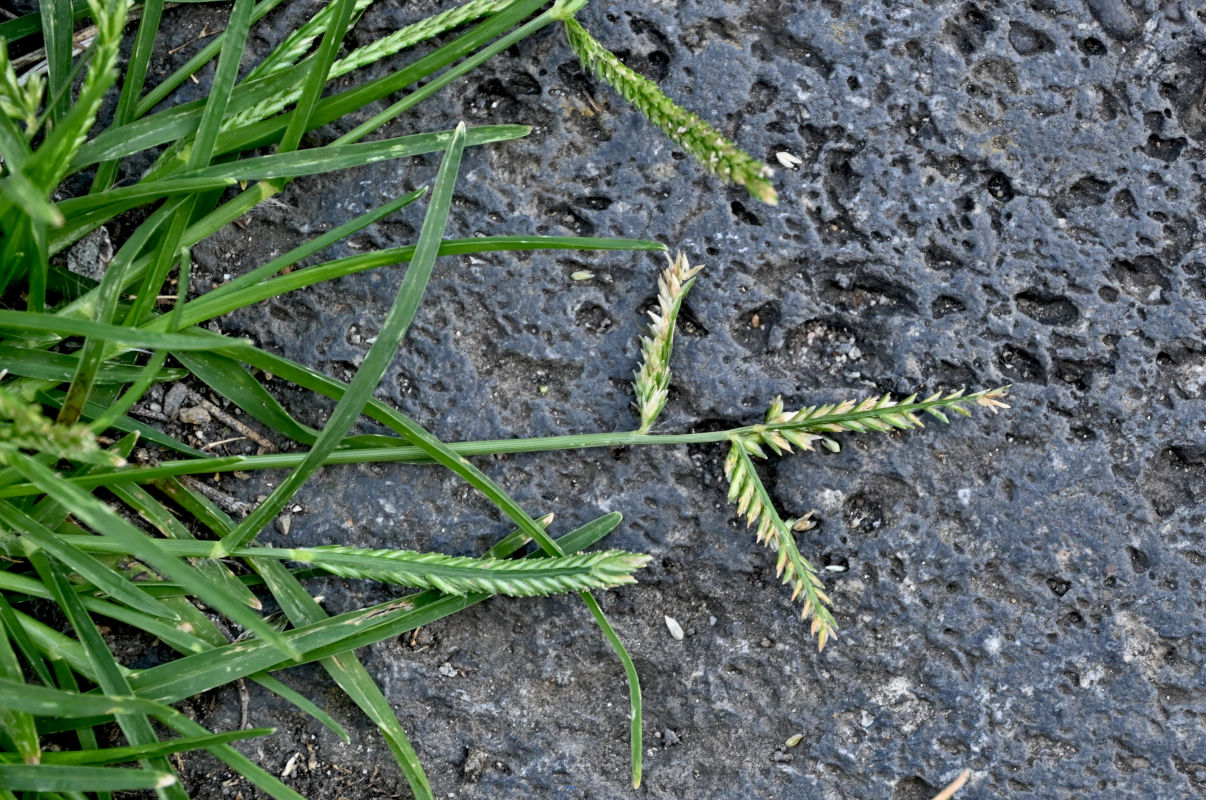 Image of Eleusine indica specimen.