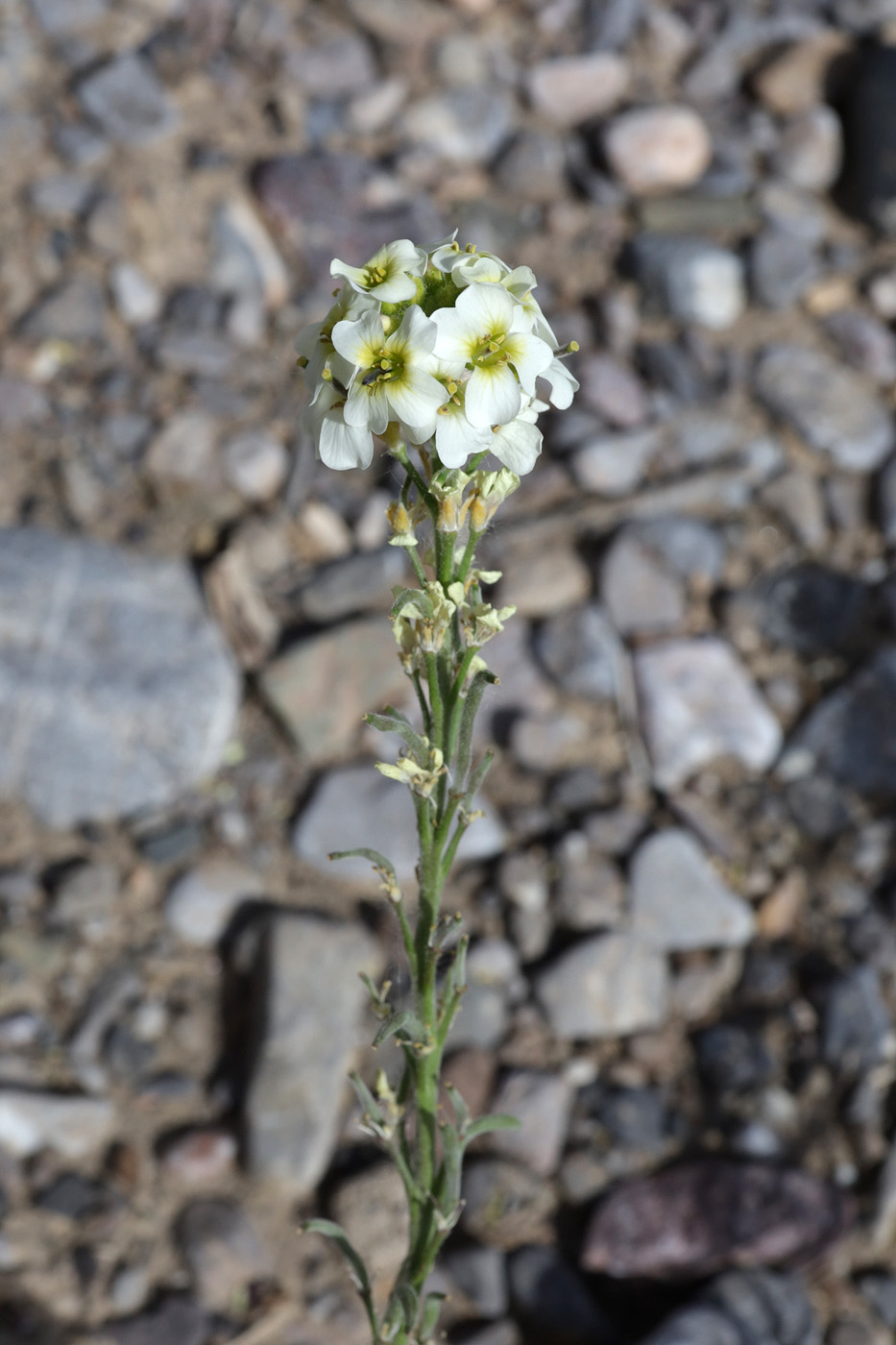 Изображение особи семейство Brassicaceae.