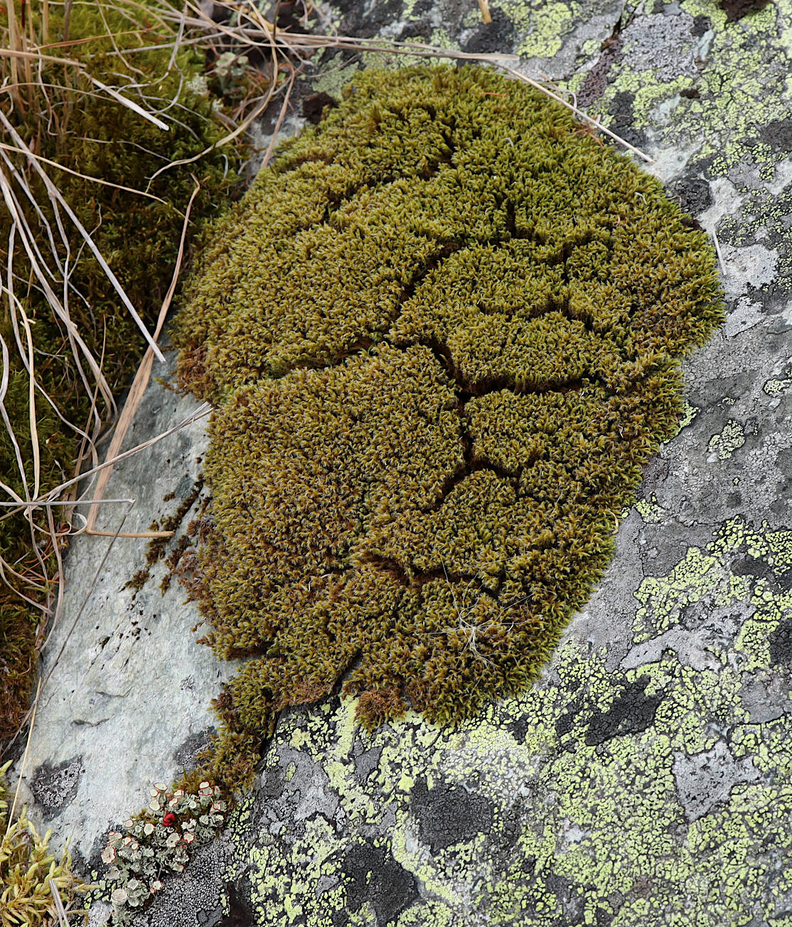 Image of Bucklandiella microcarpa specimen.