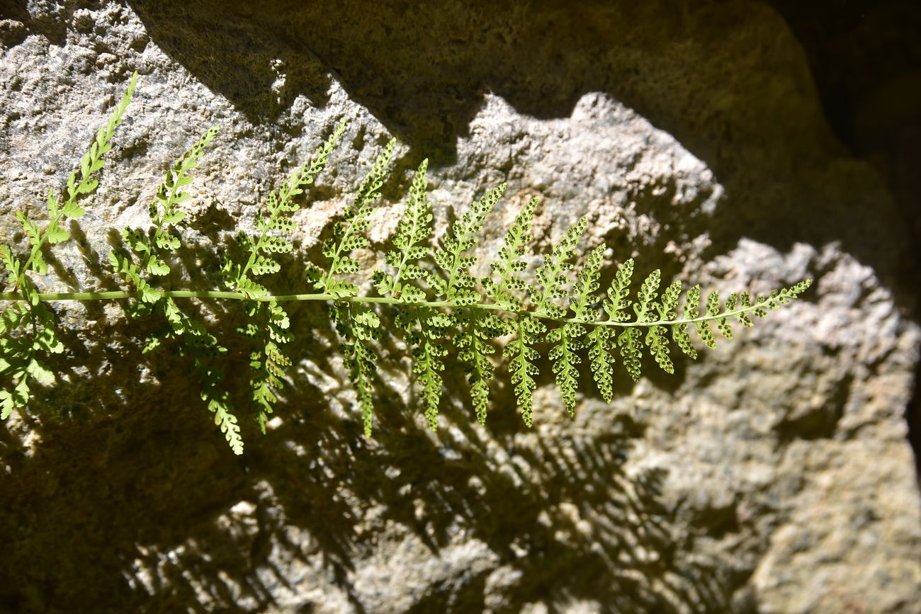 Image of Unknown species specimen.