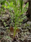 Cardamine impatiens. Вегетирующее растение. Чувашия, окр. г. Шумерля, берег р. Сура, ниже устья р. Мочалка. 15 мая 2011 г.