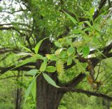 Salix euxina. Ветвь с соплодиями. Татарстан, Бавлинский р-н. 26.05.2011.