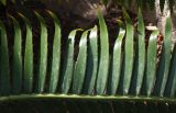 Dioon spinulosum