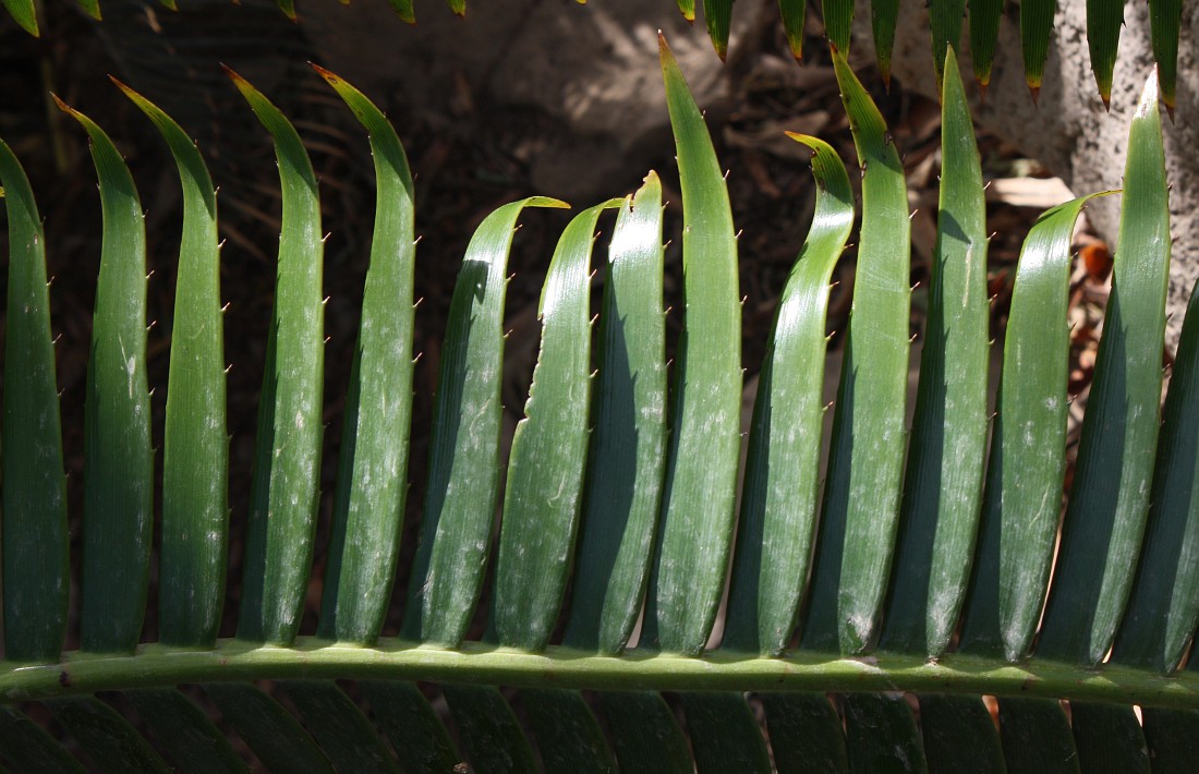 Изображение особи Dioon spinulosum.