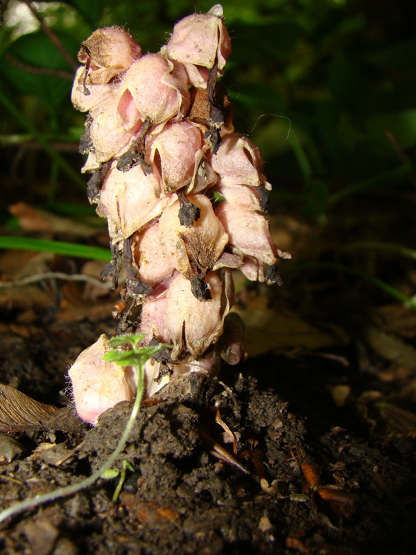 Image of Lathraea squamaria specimen.