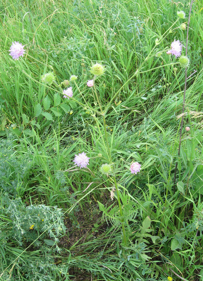 Image of Knautia arvensis specimen.