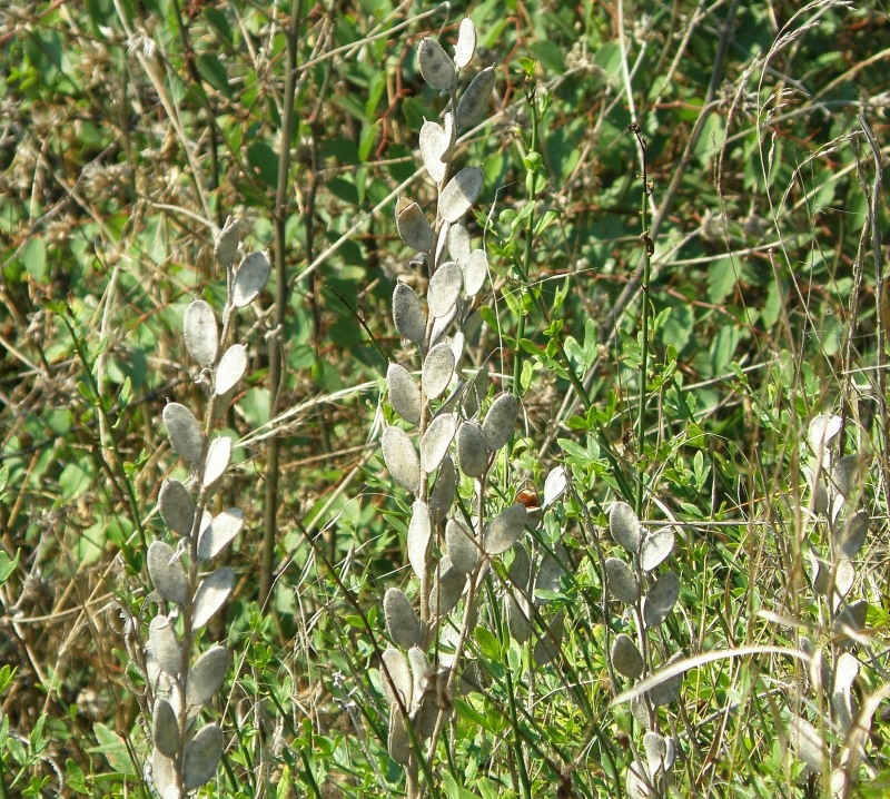 Изображение особи Fibigia eriocarpa.