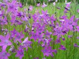 Campanula patula