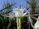 Pancratium maritimum