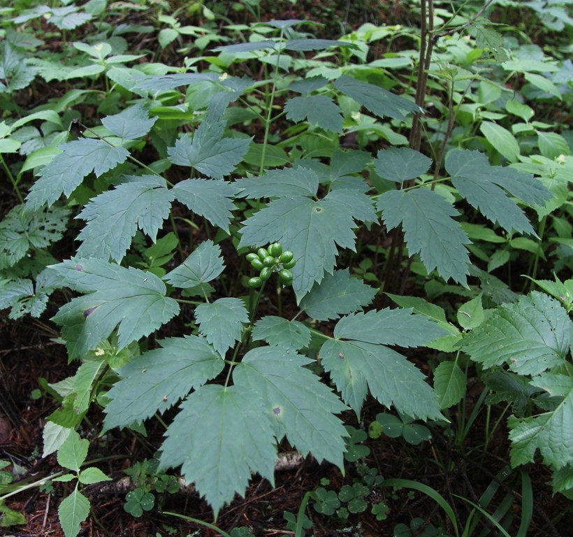 Image of Actaea spicata specimen.