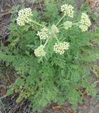 Achillea nobilis