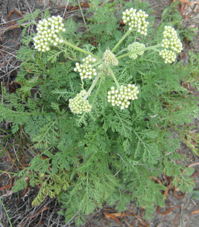 Image of Achillea nobilis specimen.