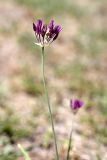 Allium jodanthum