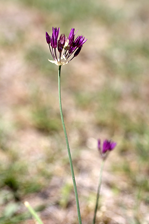 Image of Allium jodanthum specimen.