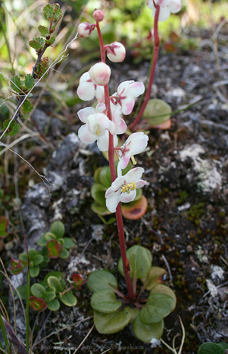 Image of Pyrola grandiflora specimen.